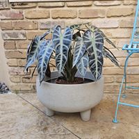 כד שתילה עציץ ברזילאי JAPI עם רגליים 44 ס"מ